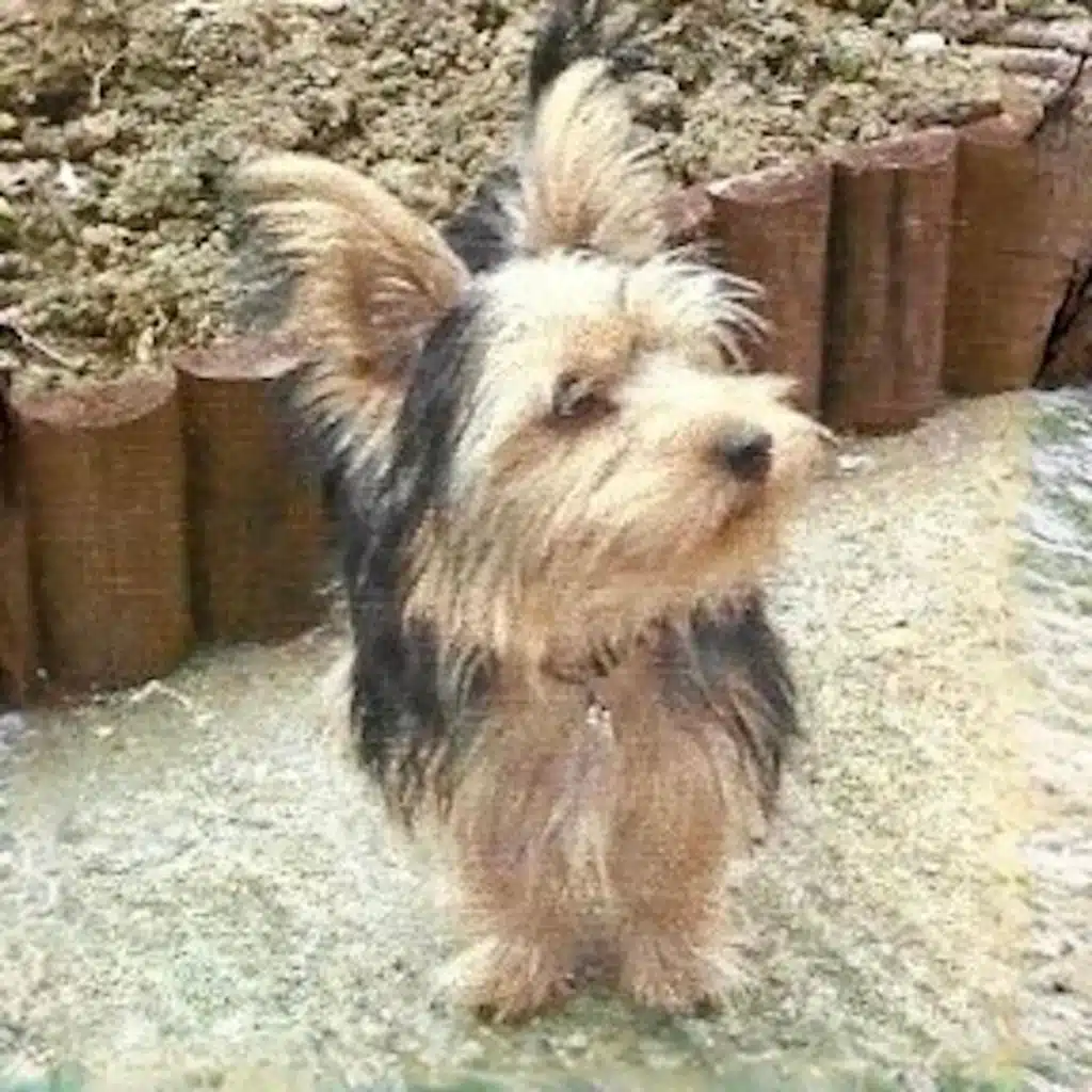 Buster