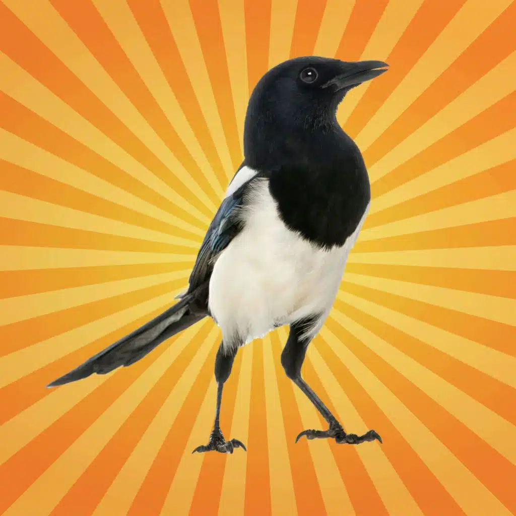 La pie bavarde, pas si voleuse que ça !