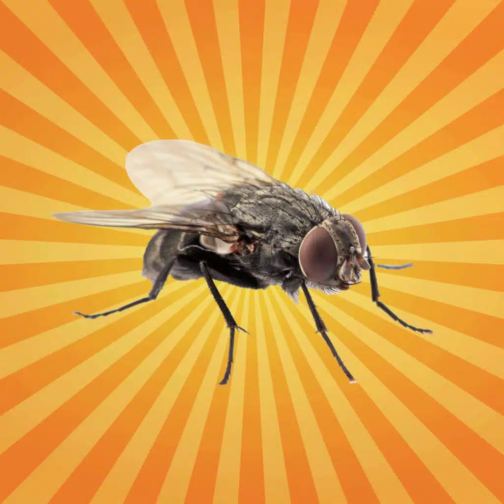 La mouche voit le monde au ralenti