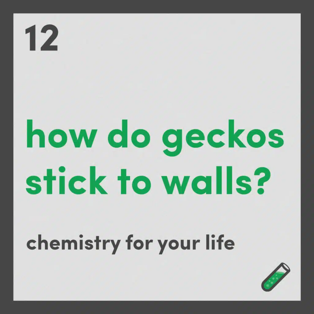 How do geckos stick to walls?