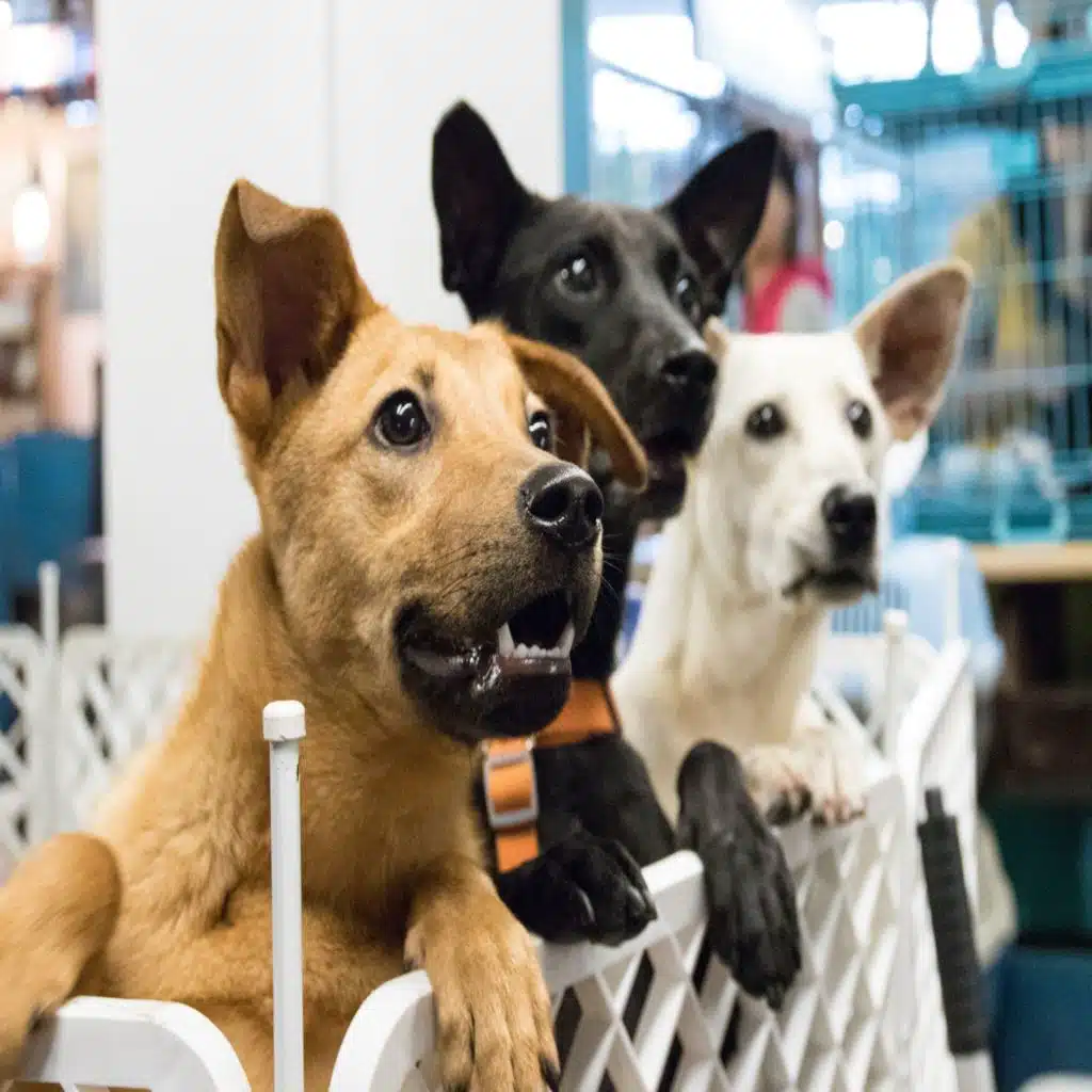 Economics of dogs, Food Friday, Prioritizing friendships