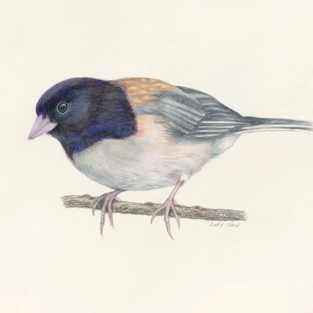 This episode is 'For The Birds'