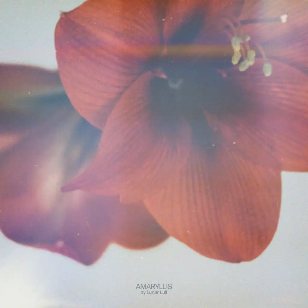 Amaryllis