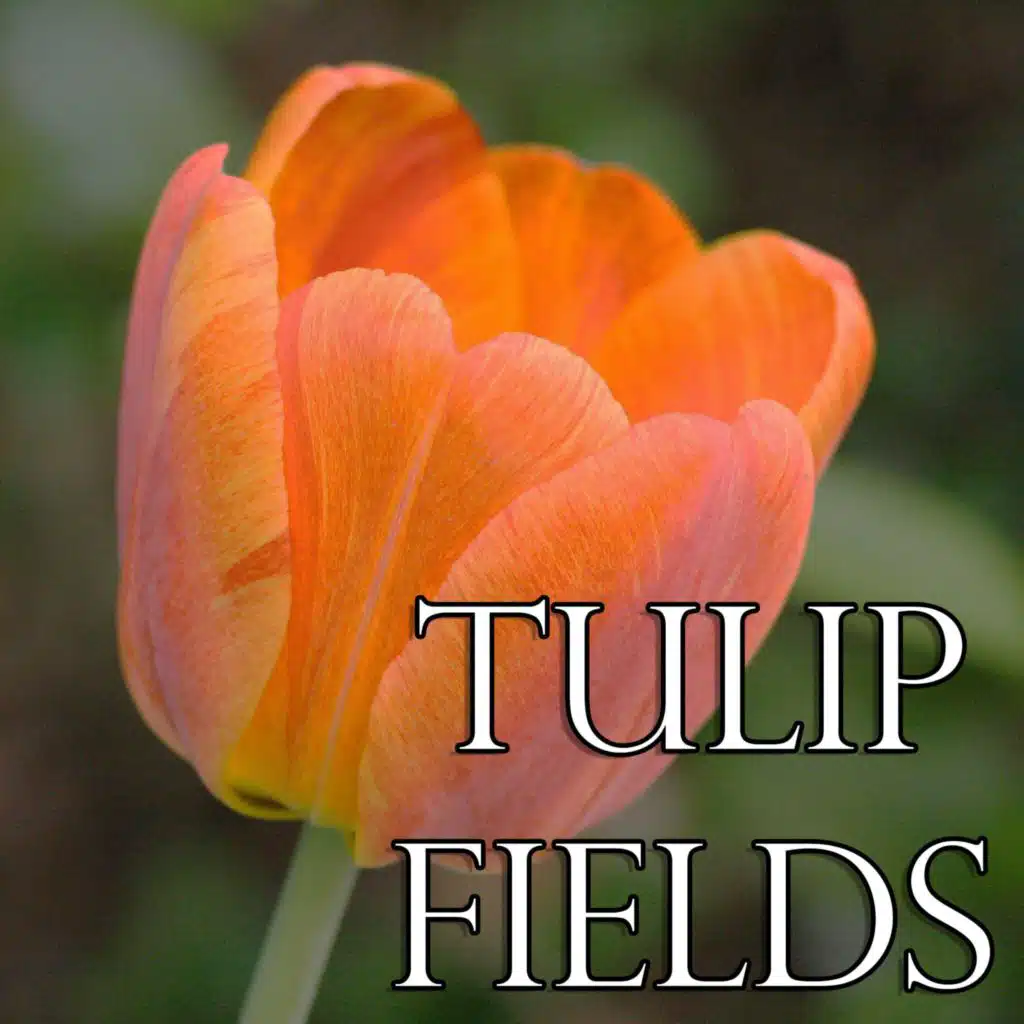 Tulip Fields