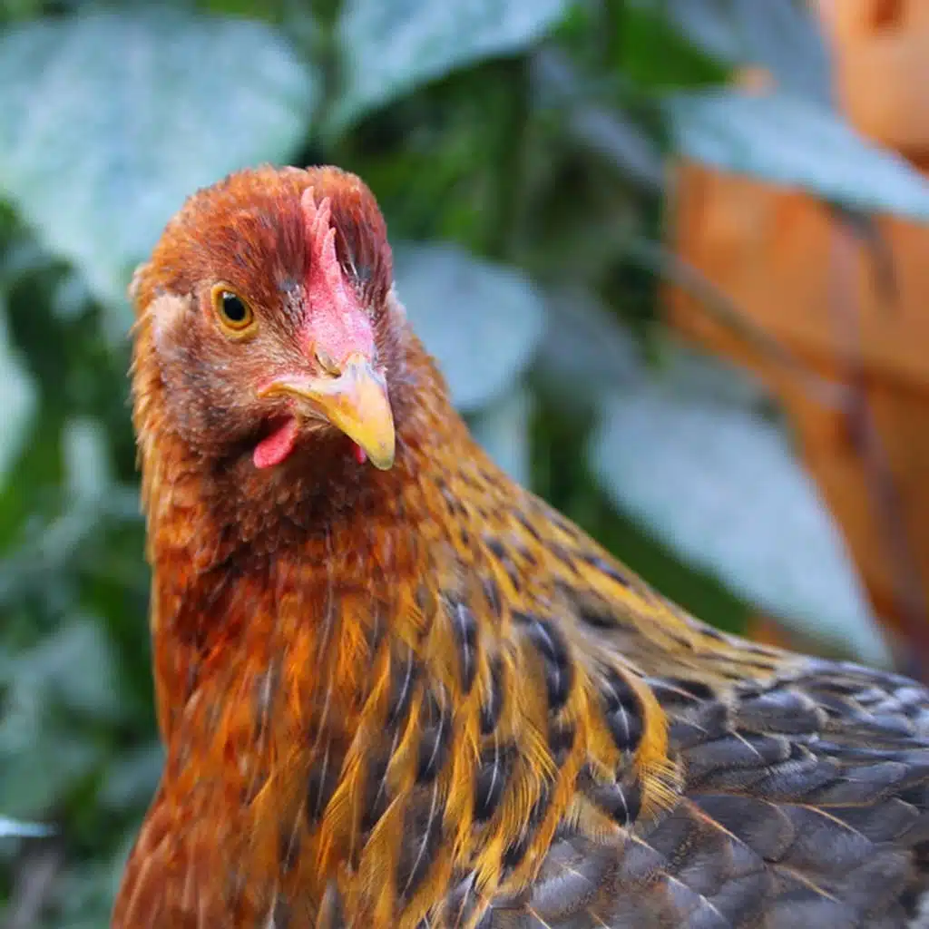 Australia records it's first human case of bird flu in four years