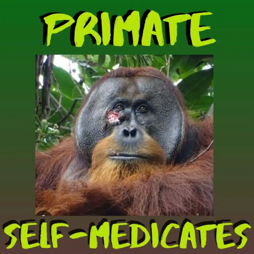 Kid News This Week: Asian primate self - medicates , whale alphabet, Kiwi rockets, Great Dutch racoon escape