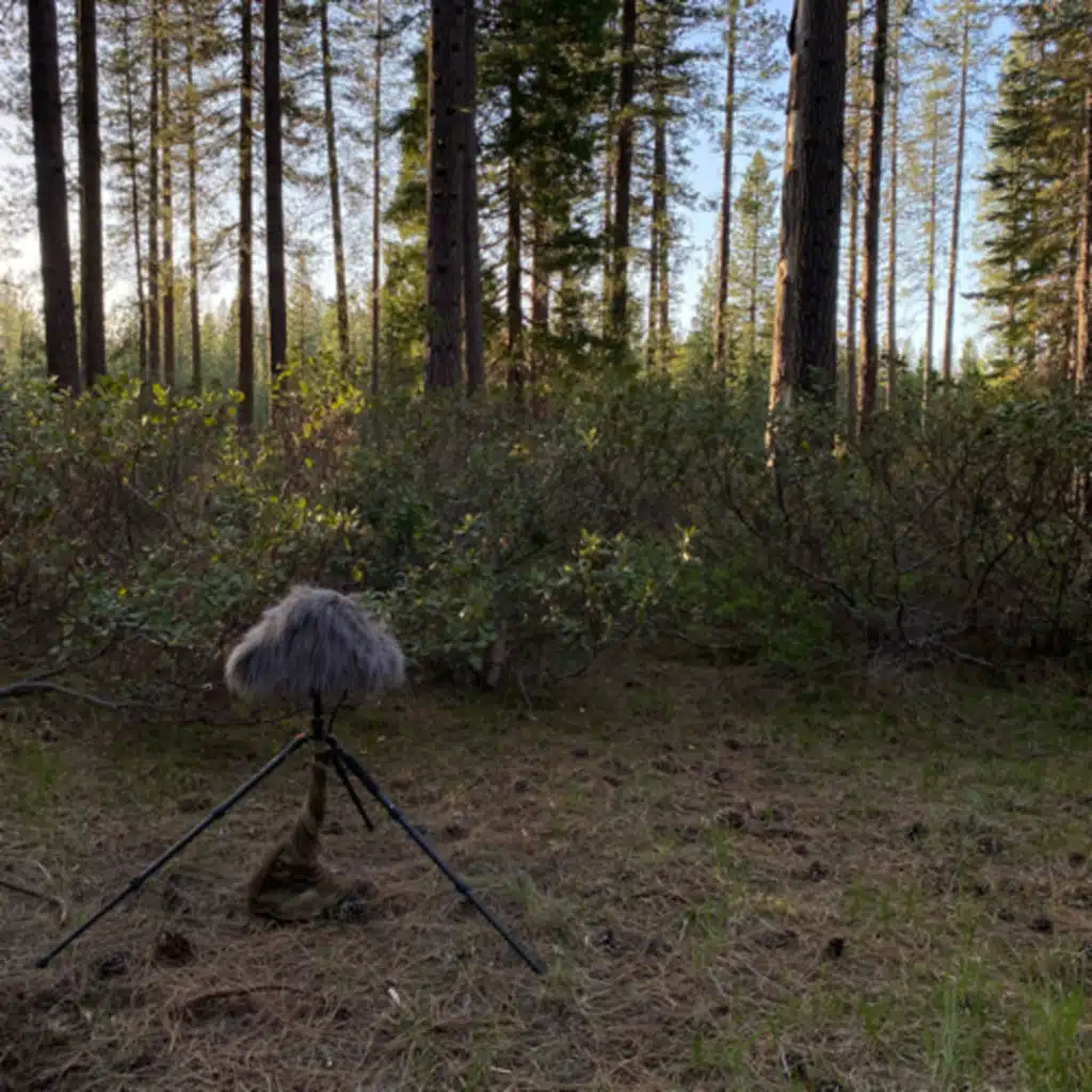 164: Peaceful Night In The Forest