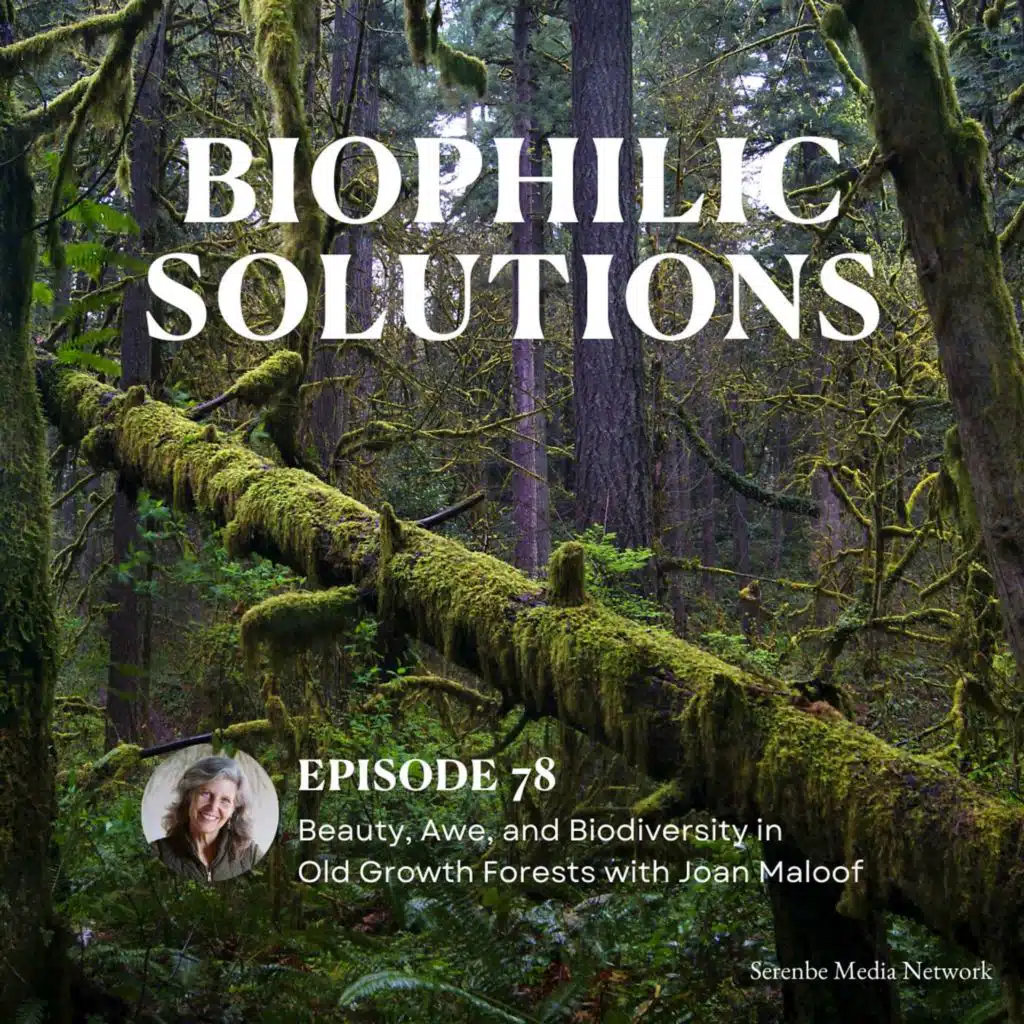 Beauty, Awe, and Biodiversity in Old Growth Forests with Joan Maloof