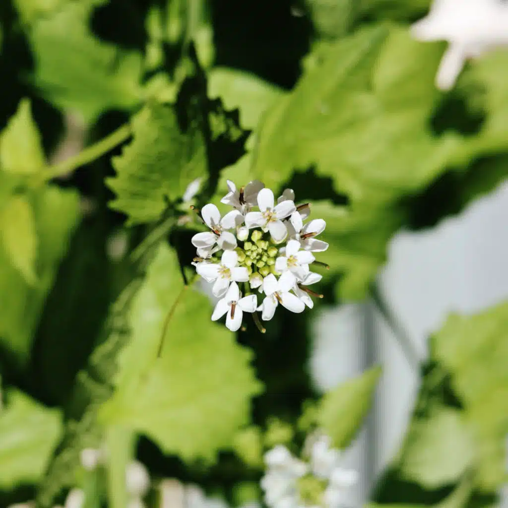 Floraison