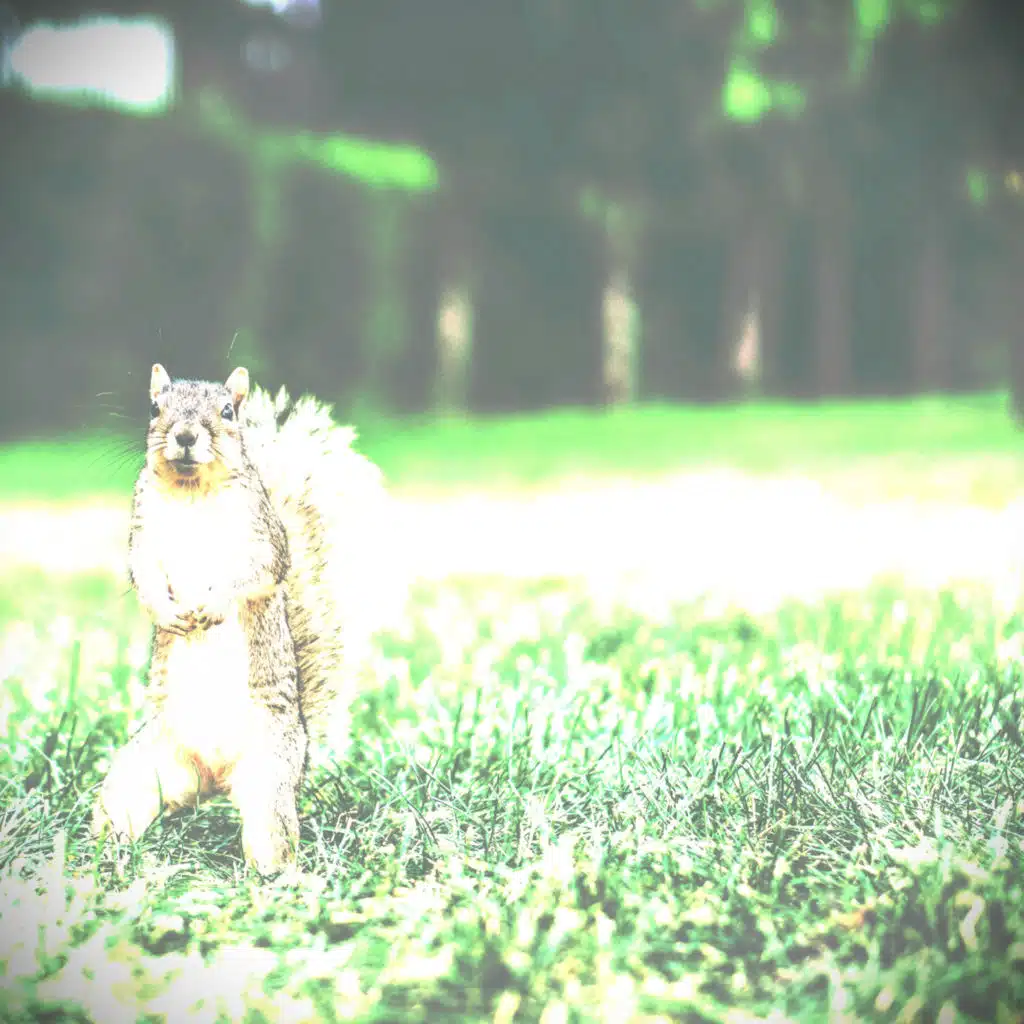 chipmunk funk