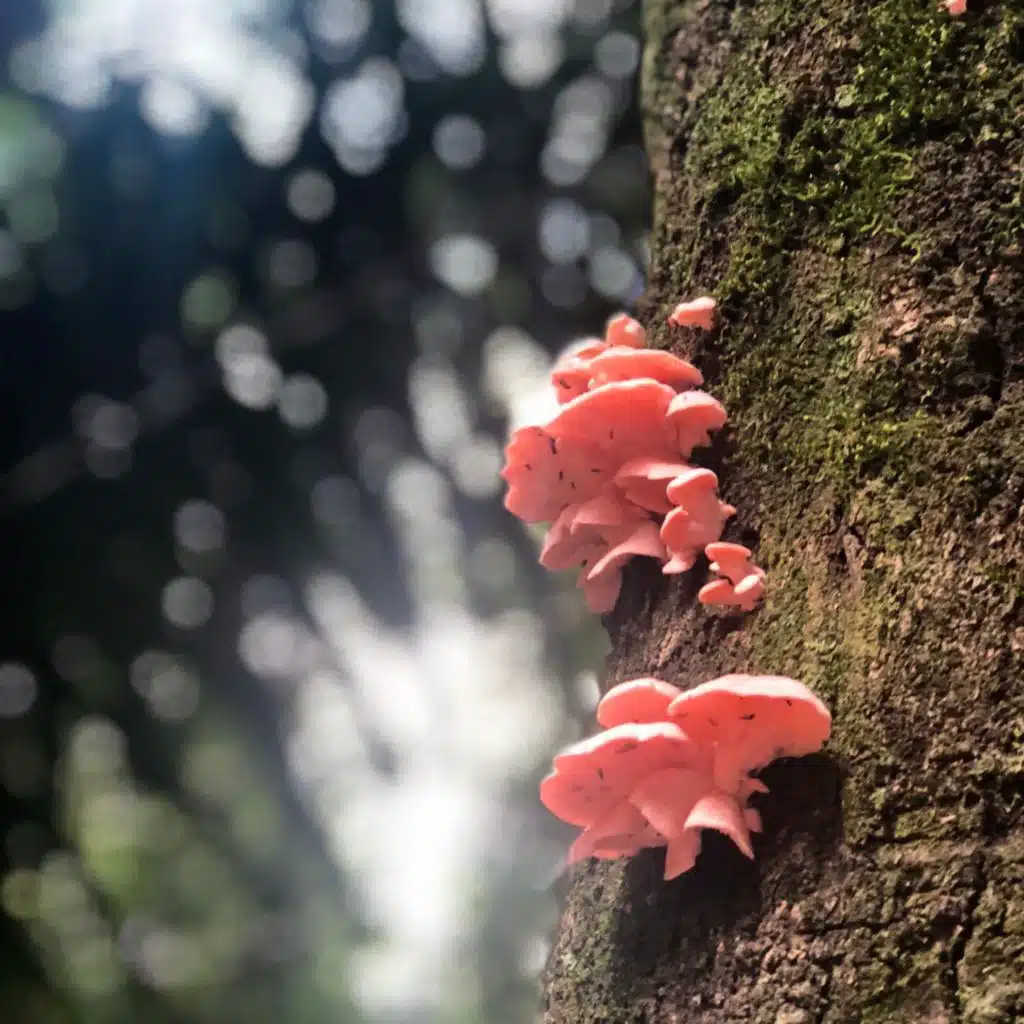 Outpost of the Abyss