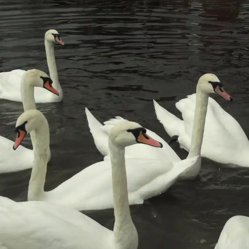 Prize America, Michael Macintosh & Crystal Macintosh