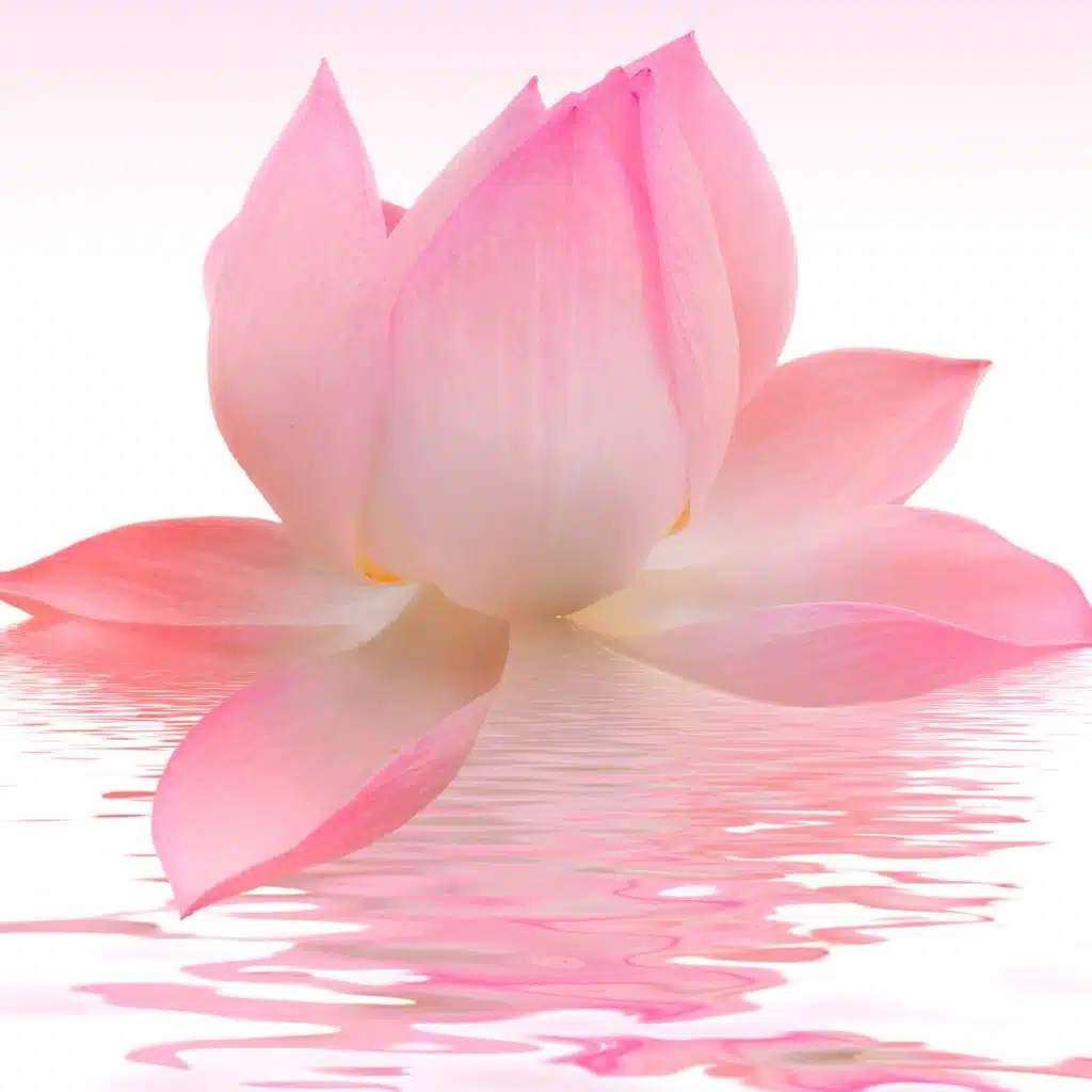 Be Like a Lotus Flower