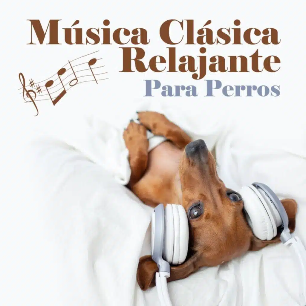 Música Clásica Relajante Para Perros