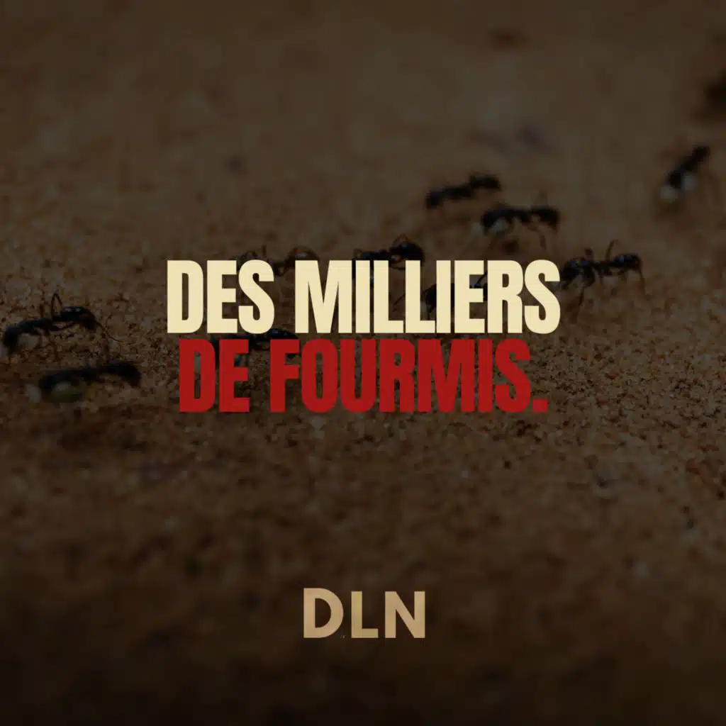 Des milliers de fourmis