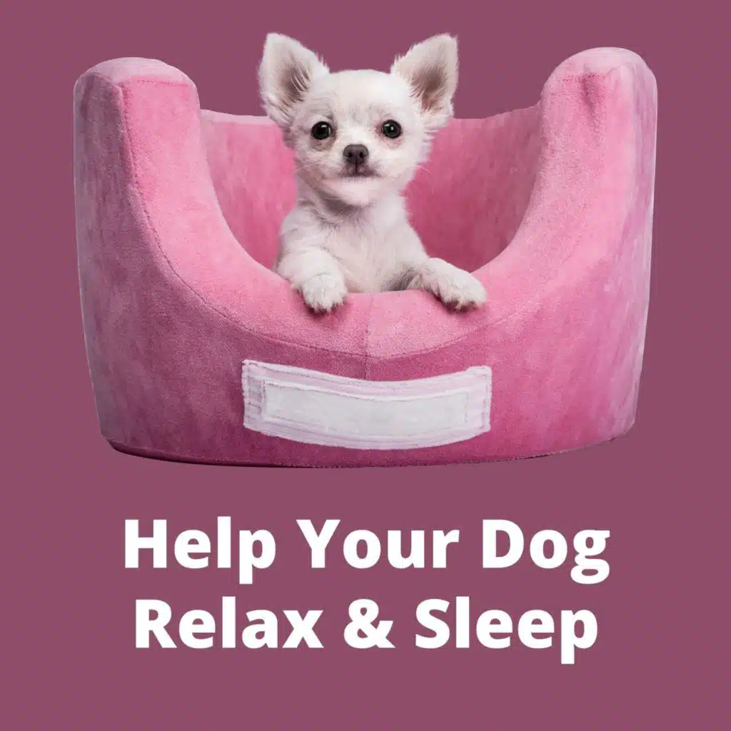 Sleepy Dog