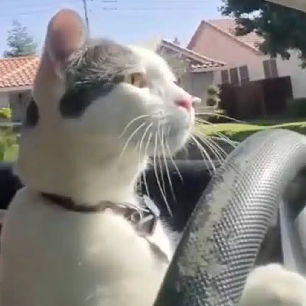 Car ride 🤯