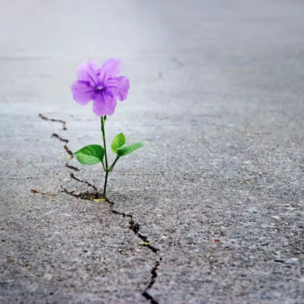 عواميد // الموسم الثاني // حلقة (٣٢): الأمل