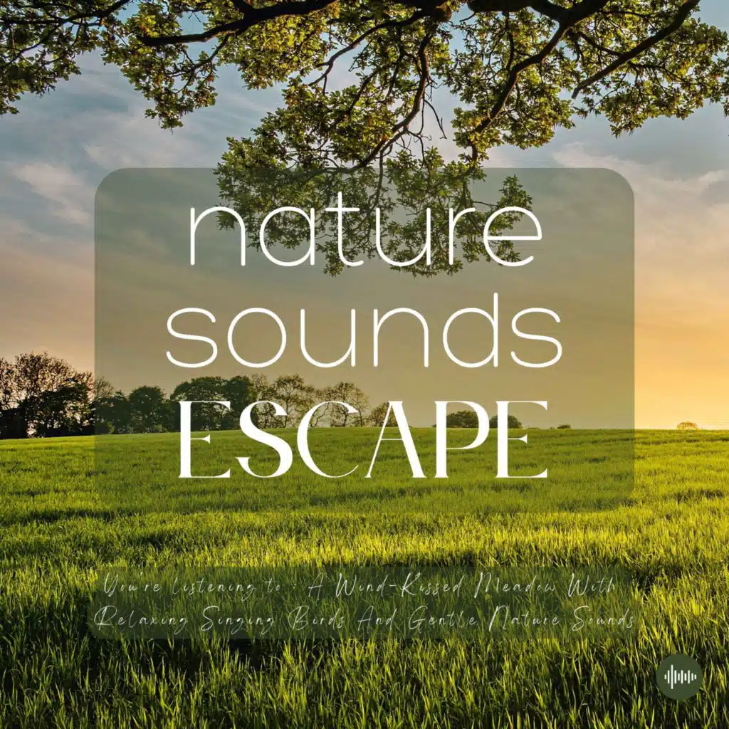 A Wind-Kissed Meadow With Relaxing Singing Birds & Nature Sounds | Nature Sounds For Sleep, Meditation, Relaxation, Studying Or Focus | Sleep Music, Sleep Sounds, Study Music, Sleep Fast, White Noise For Sleep, Zen, Rainfall, ASMR, Musique Pour Dormir