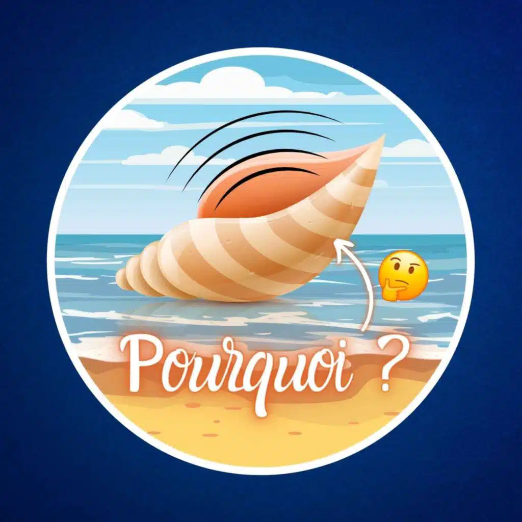 Pourquoi entend-on la mer dans les coquillages ? 🐚