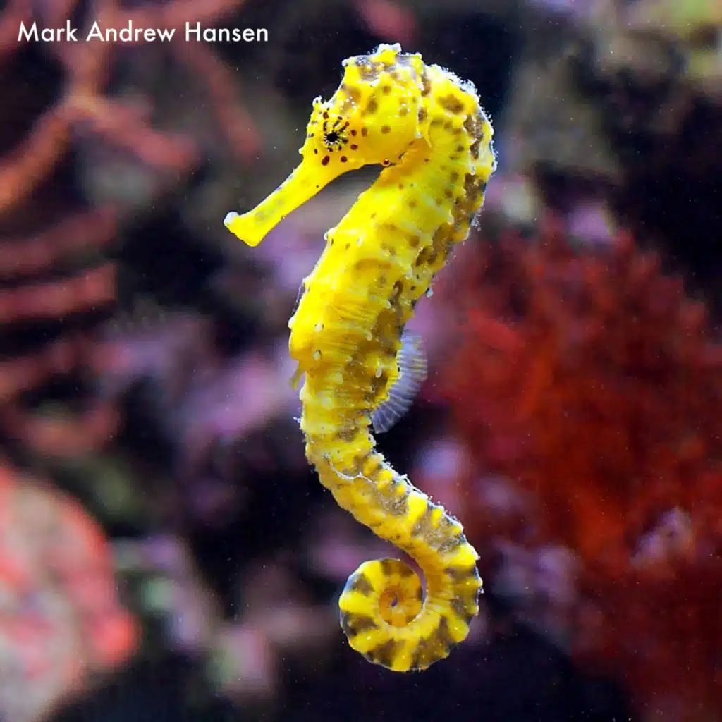 Seahorse: Piano Collection II