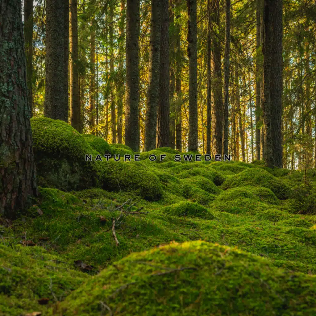 Nature Of Sweden, Natural Nordic Ambience & Nordic Nature