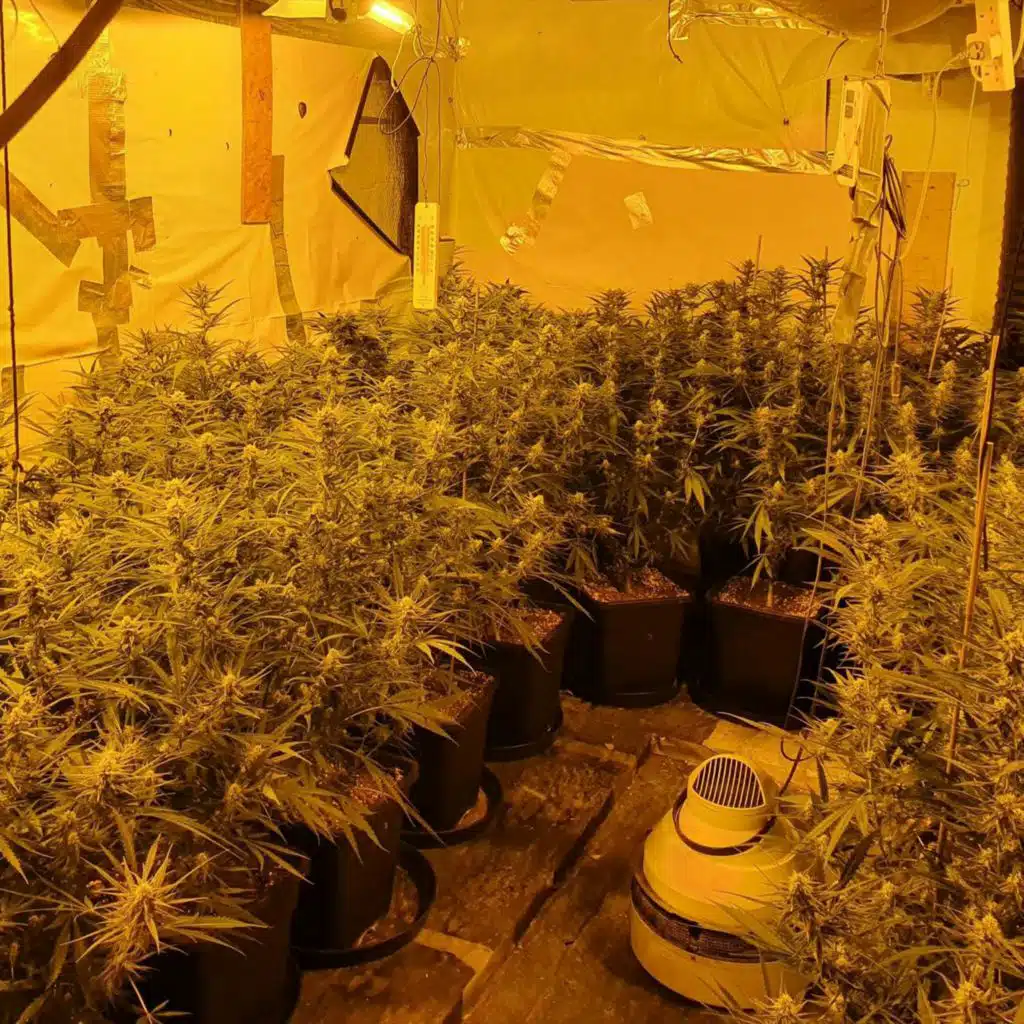 Should certain drugs be decriminalised?