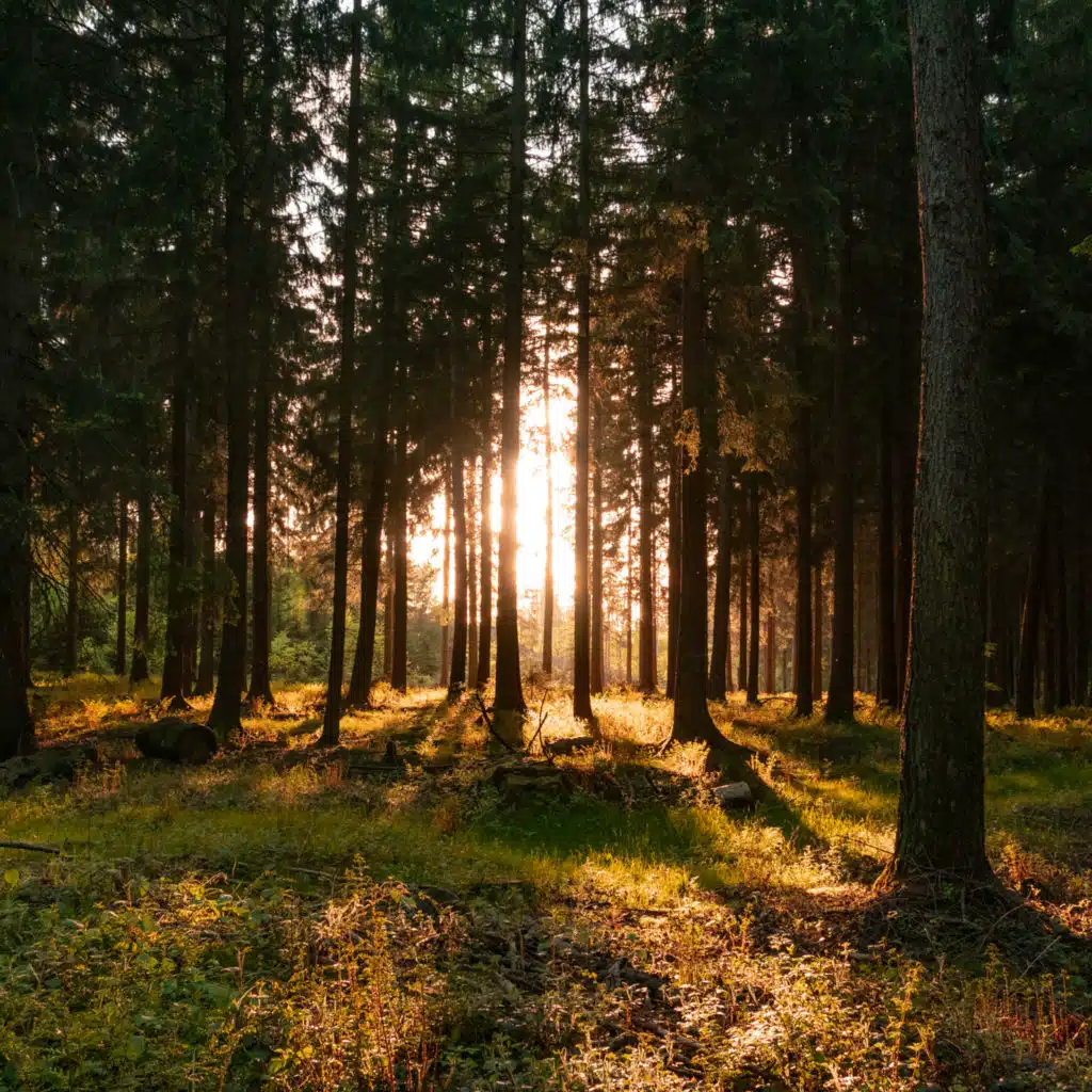 Air (Nature Version)