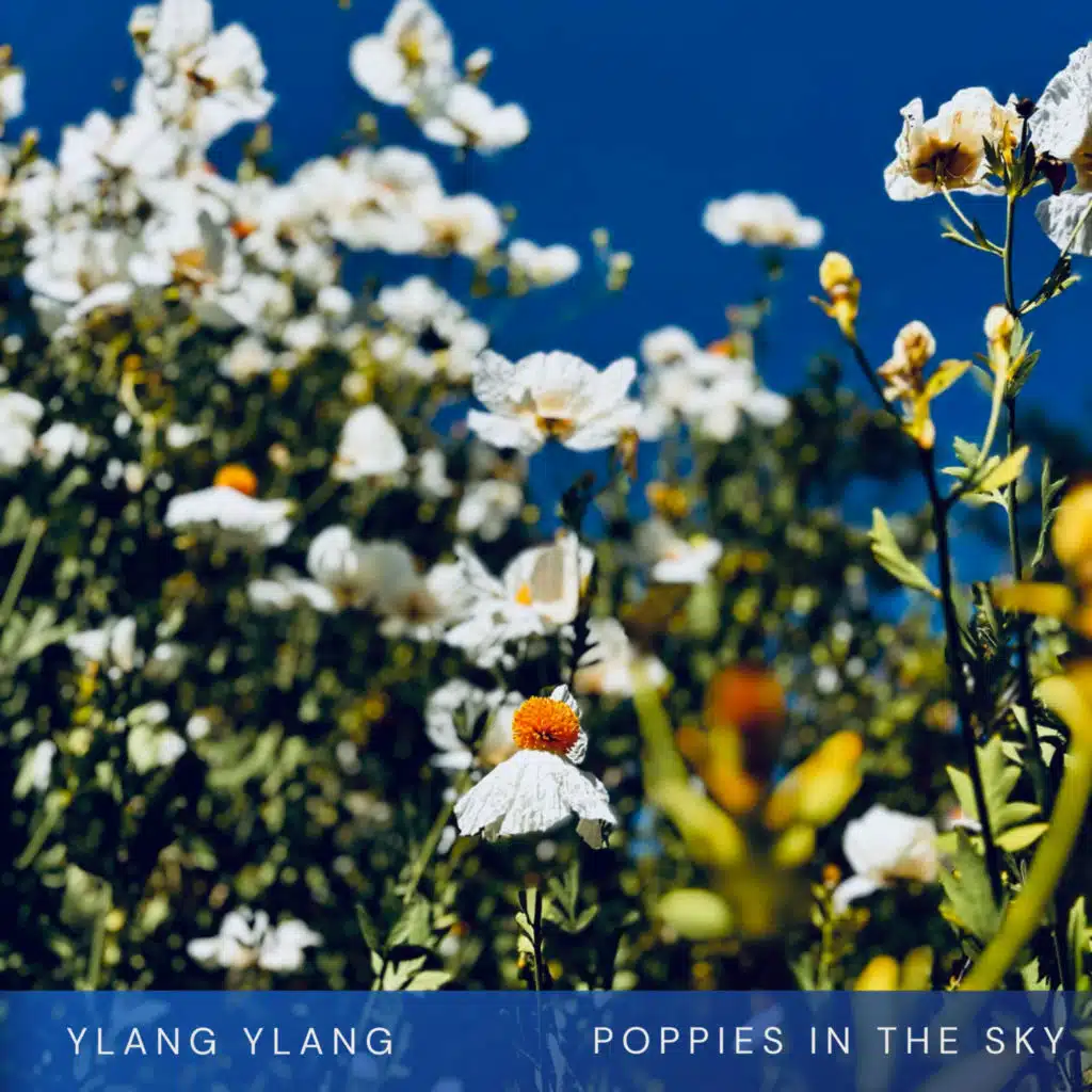 Poppies in the Sky