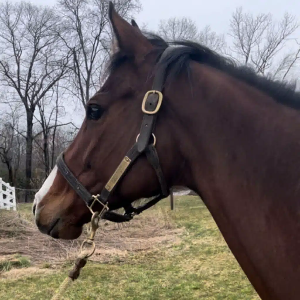 Jasmine aka Jazzy, fireworks and co-regulation 