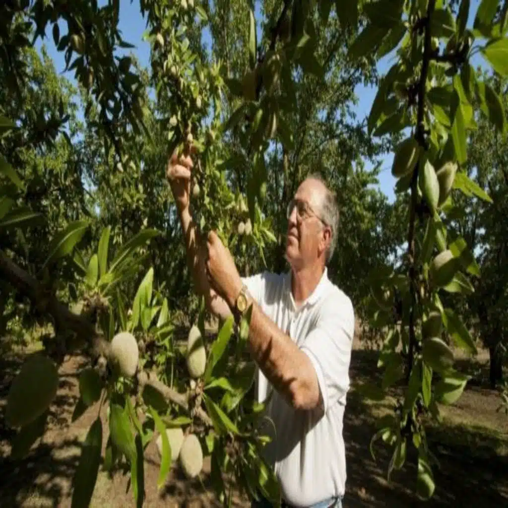Many California Almond Growers Struggling To Stay Afloat