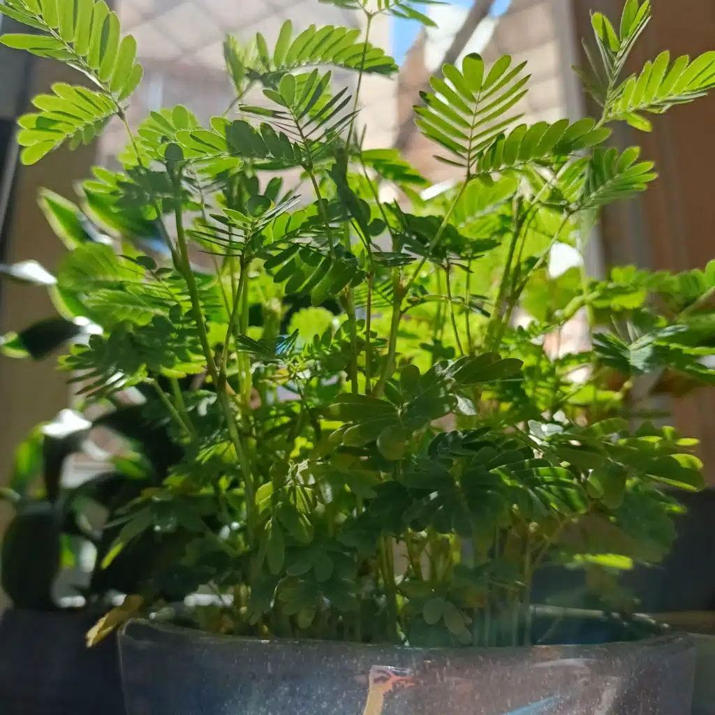 YUYUの日本語Podcast Vol.286 最近ハマっているコト：「🌻観葉植物🪴」 (Japanese Radio for Listening Practice)