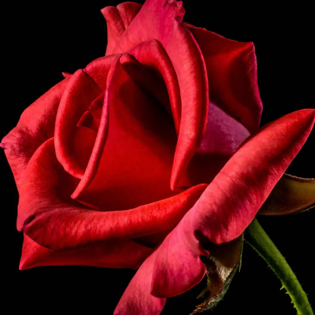 ROSES