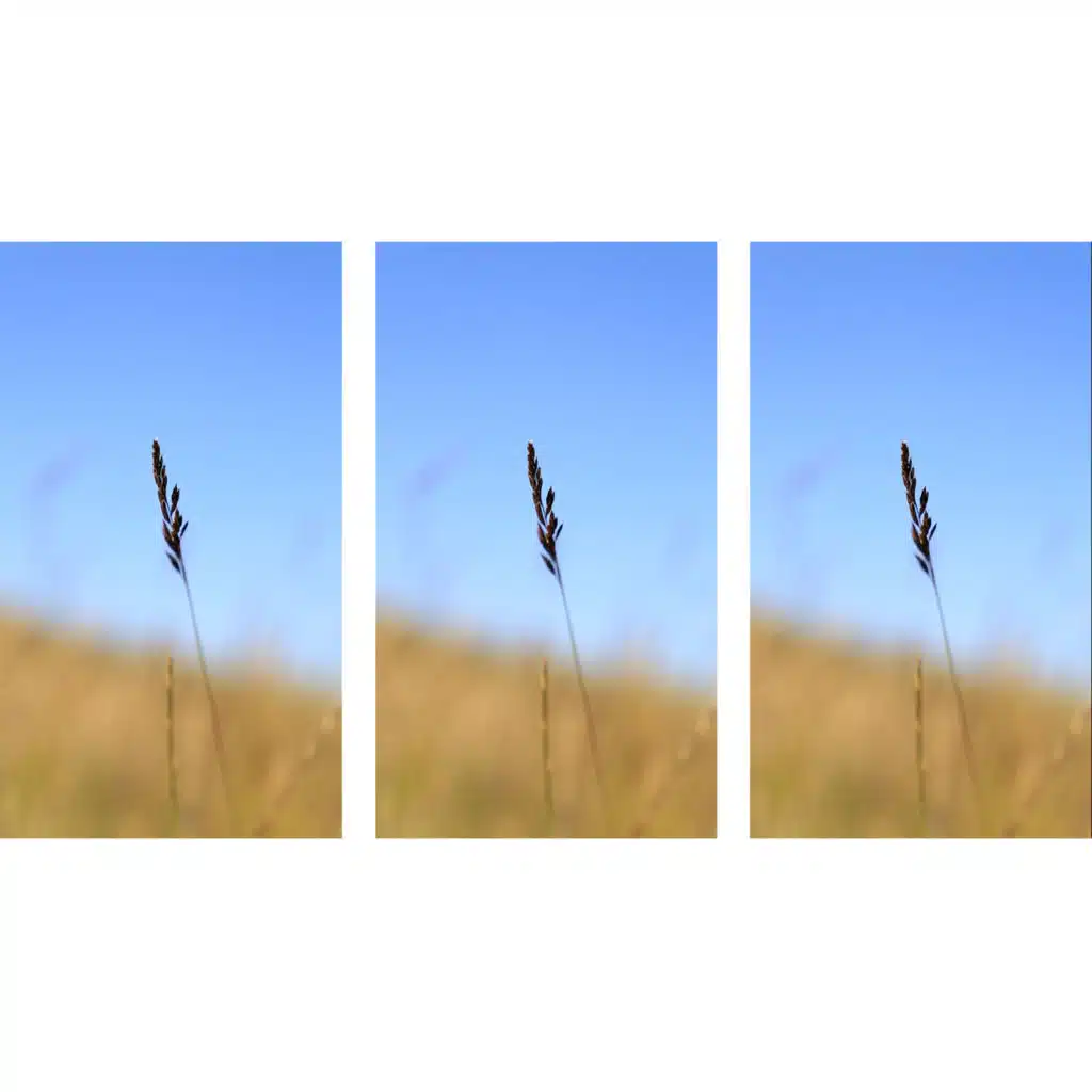 Regeneration Subdivided