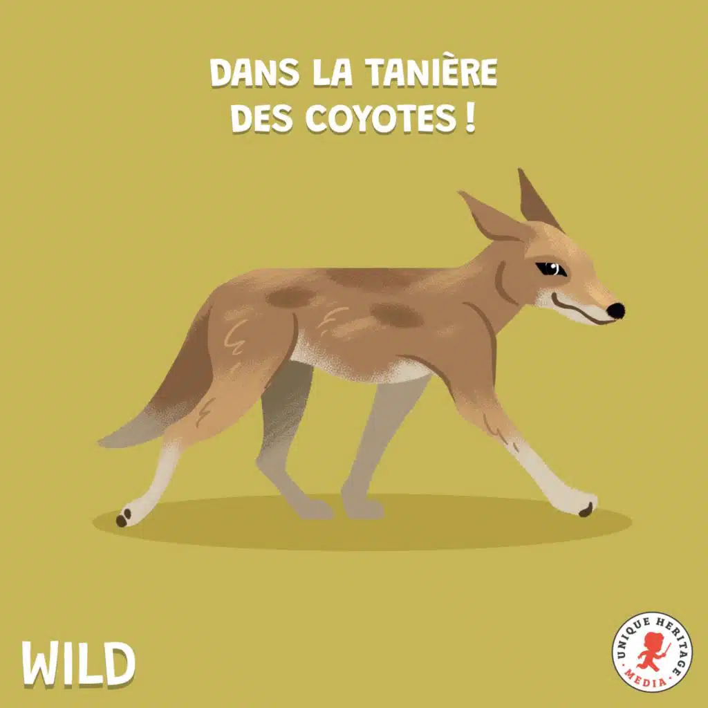 Dans la tanière des Coyotes !