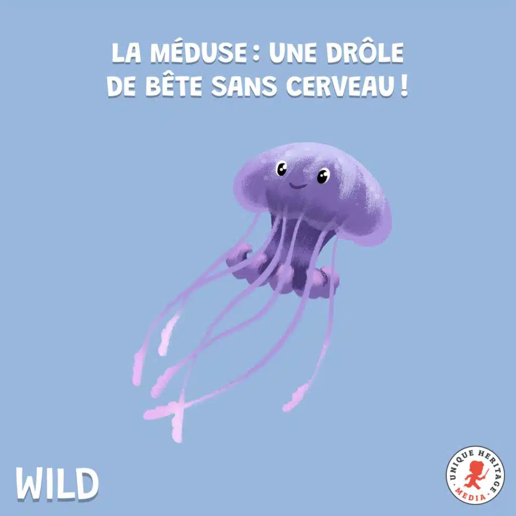 La Méduse : une drôle de bête sans cerveau !