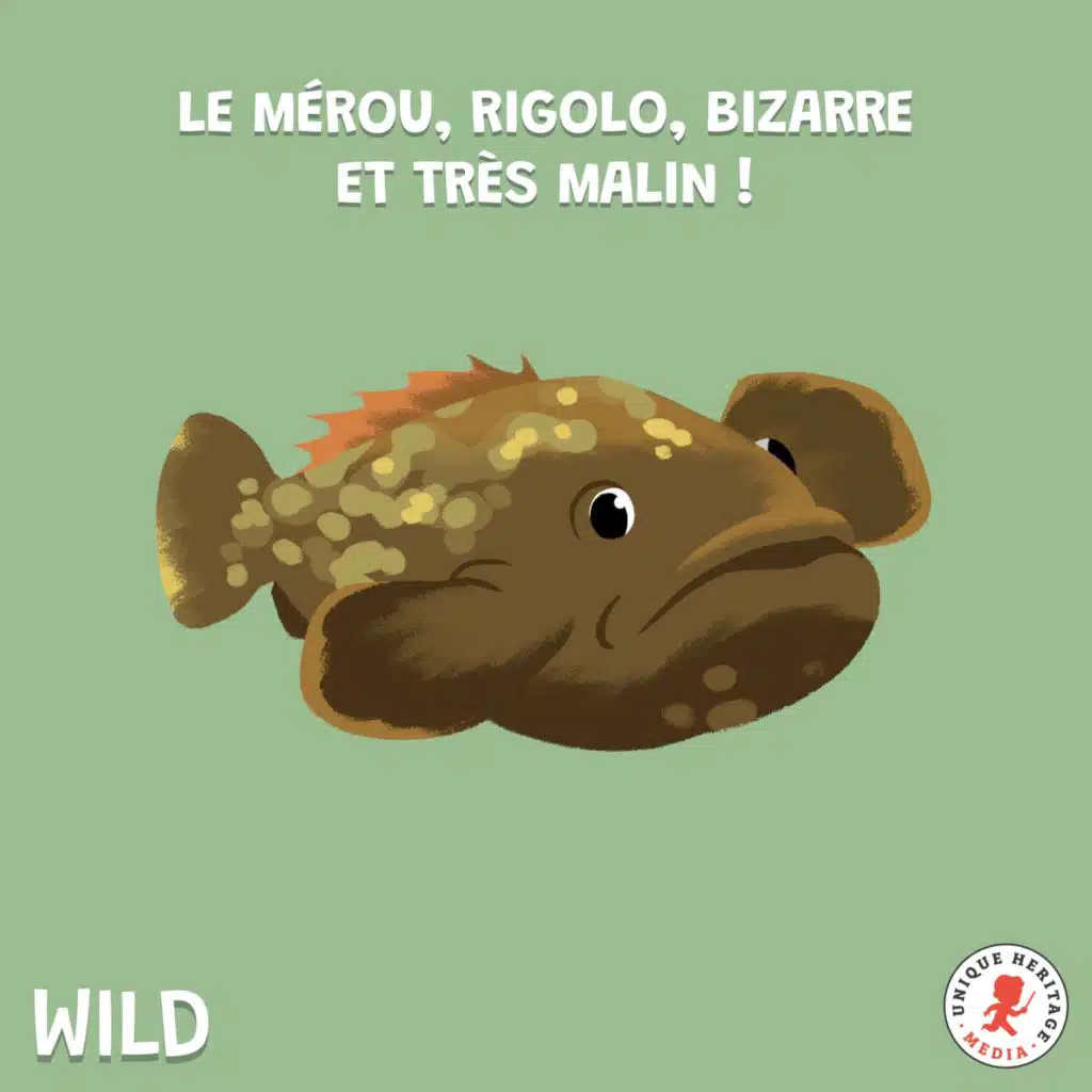 Le Mérou, rigolo, bizarre et très malin !