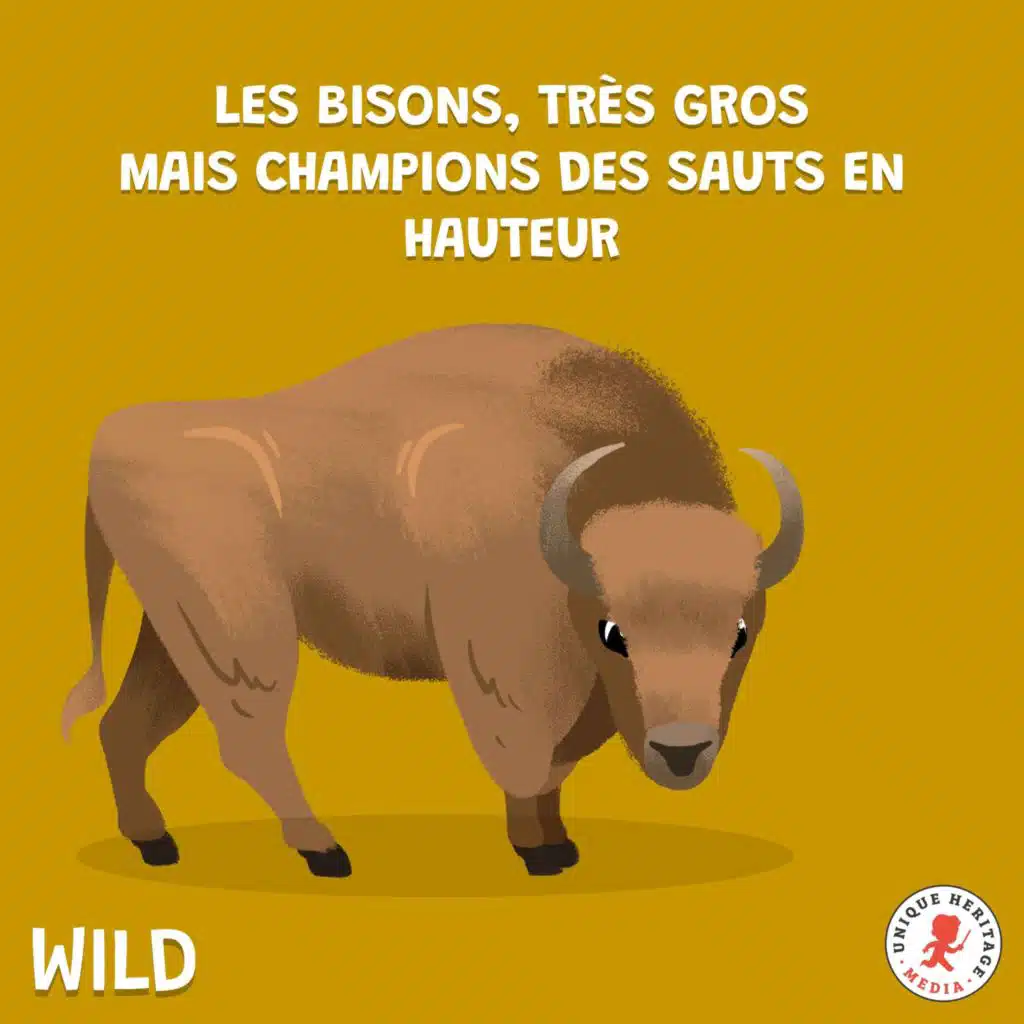 Les Bisons, très gros mais champions des sauts en hauteur !