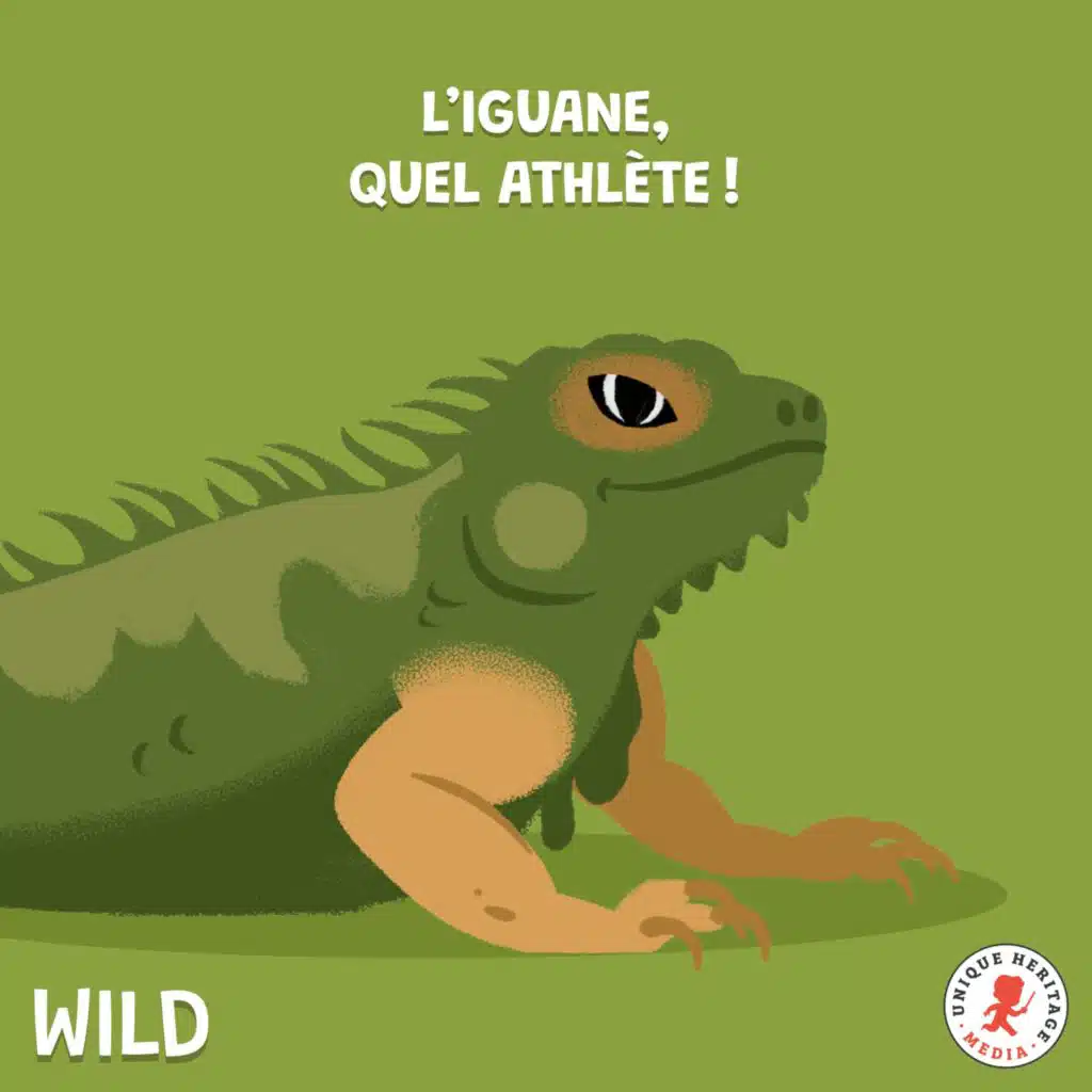 L'iguane, quel athlète ! 