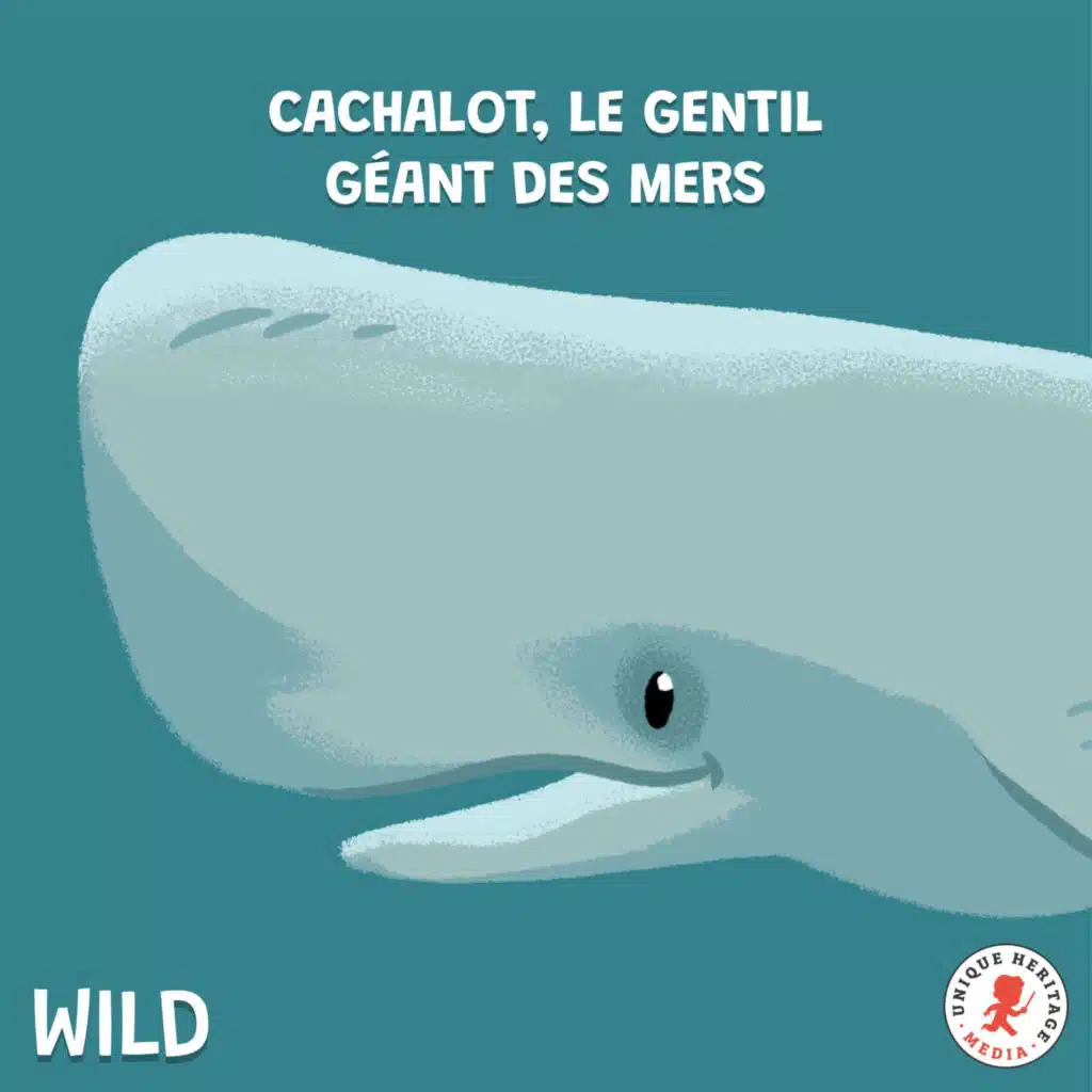 Le Cachalot, le gentil géant des mers