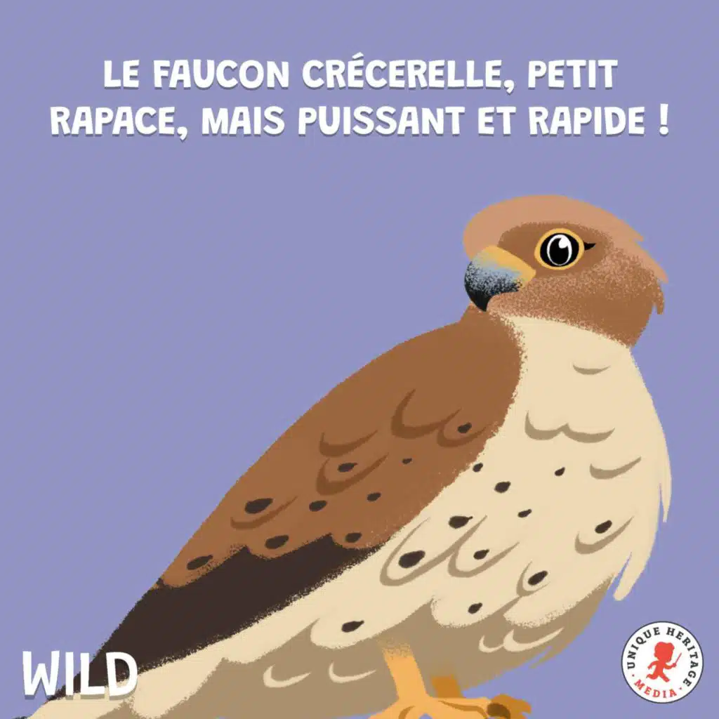 Le Faucon crécerelle, petit puissant et rapide !