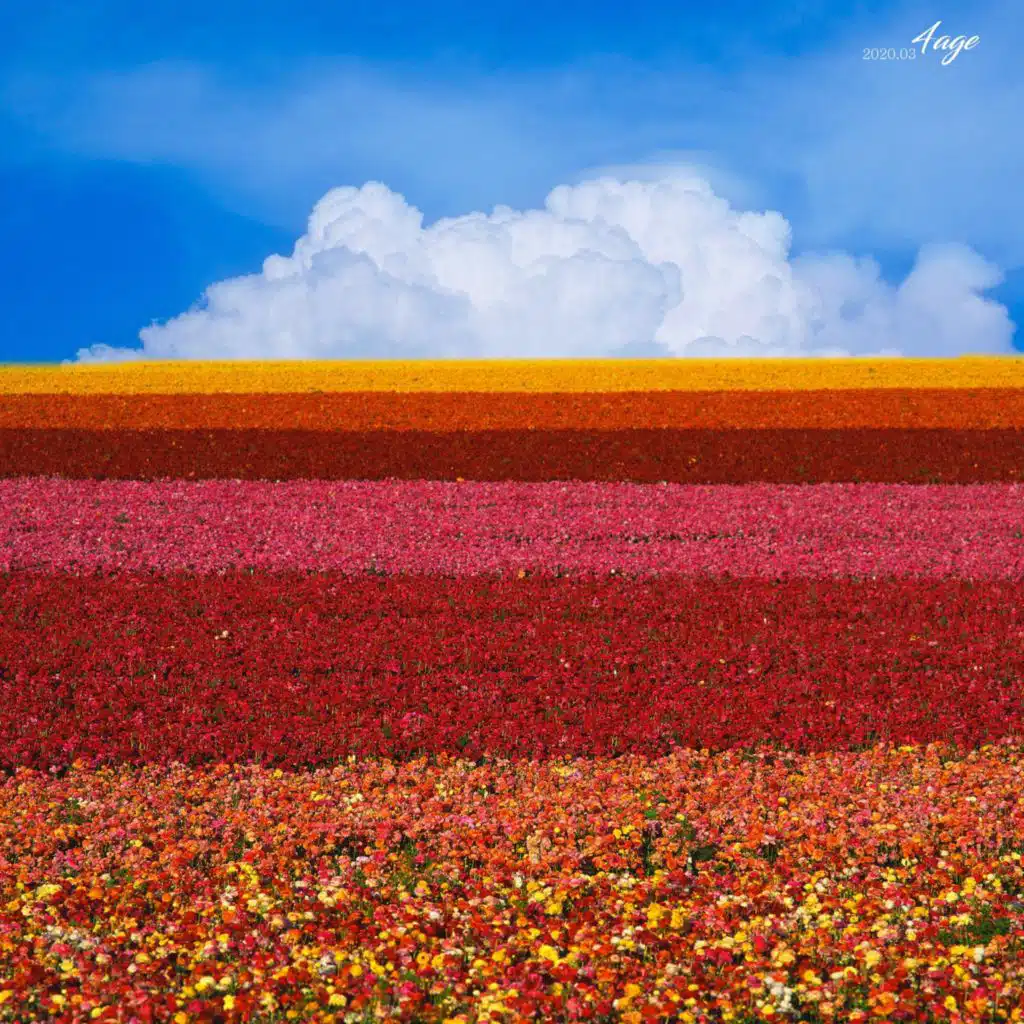 Apricity