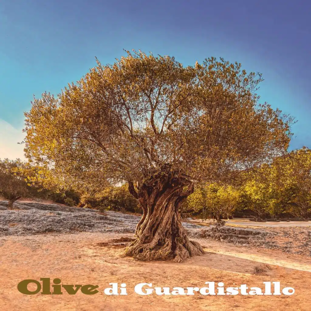 Olive di Guardistallo