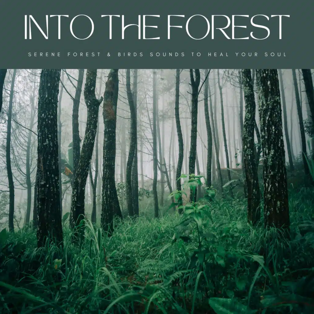 Into The Forest: Serene Forest & Birds Sounds To Heal Your Soul