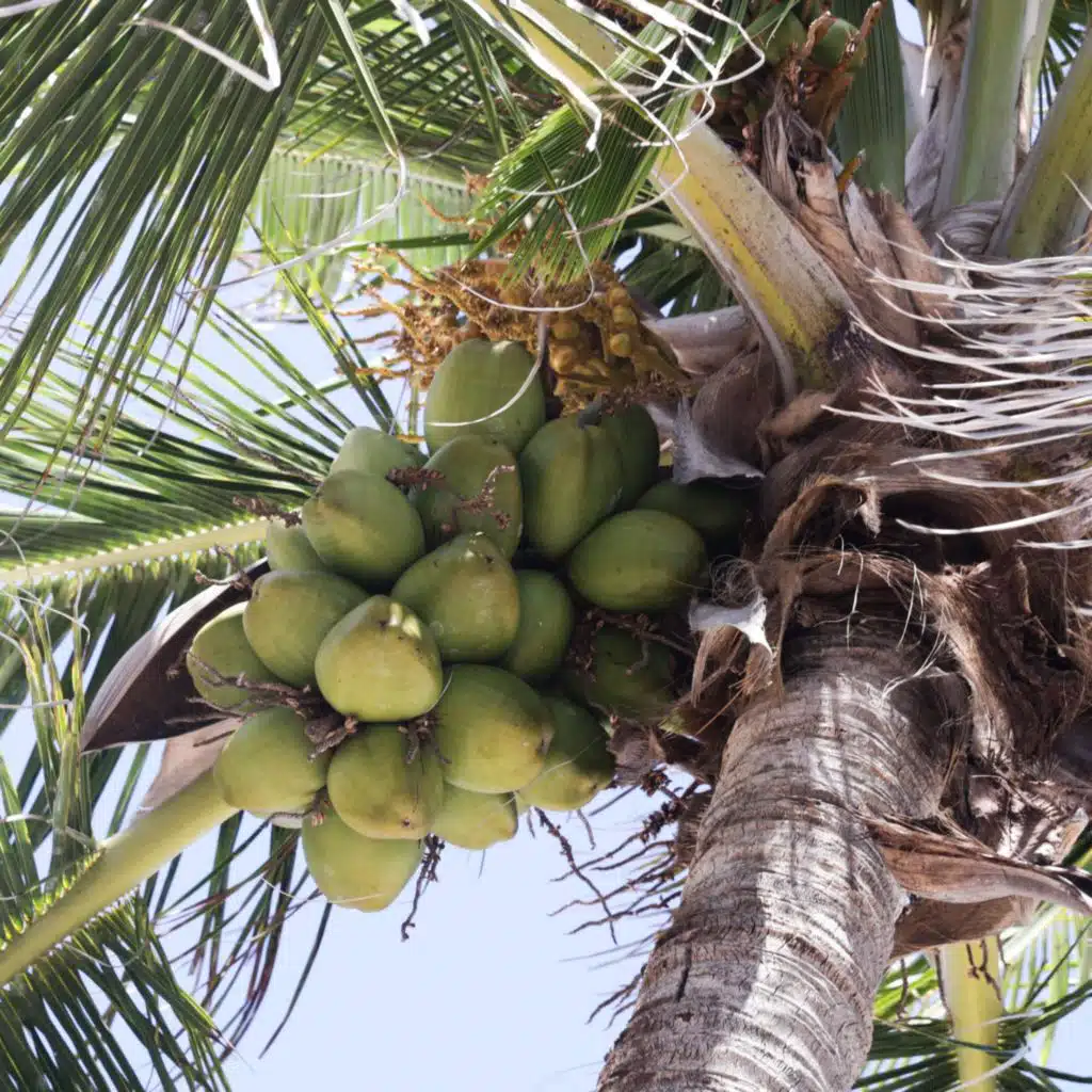 Popkultur-Wochentalk - Kamala reitet die Welle, Shirin David pumpt