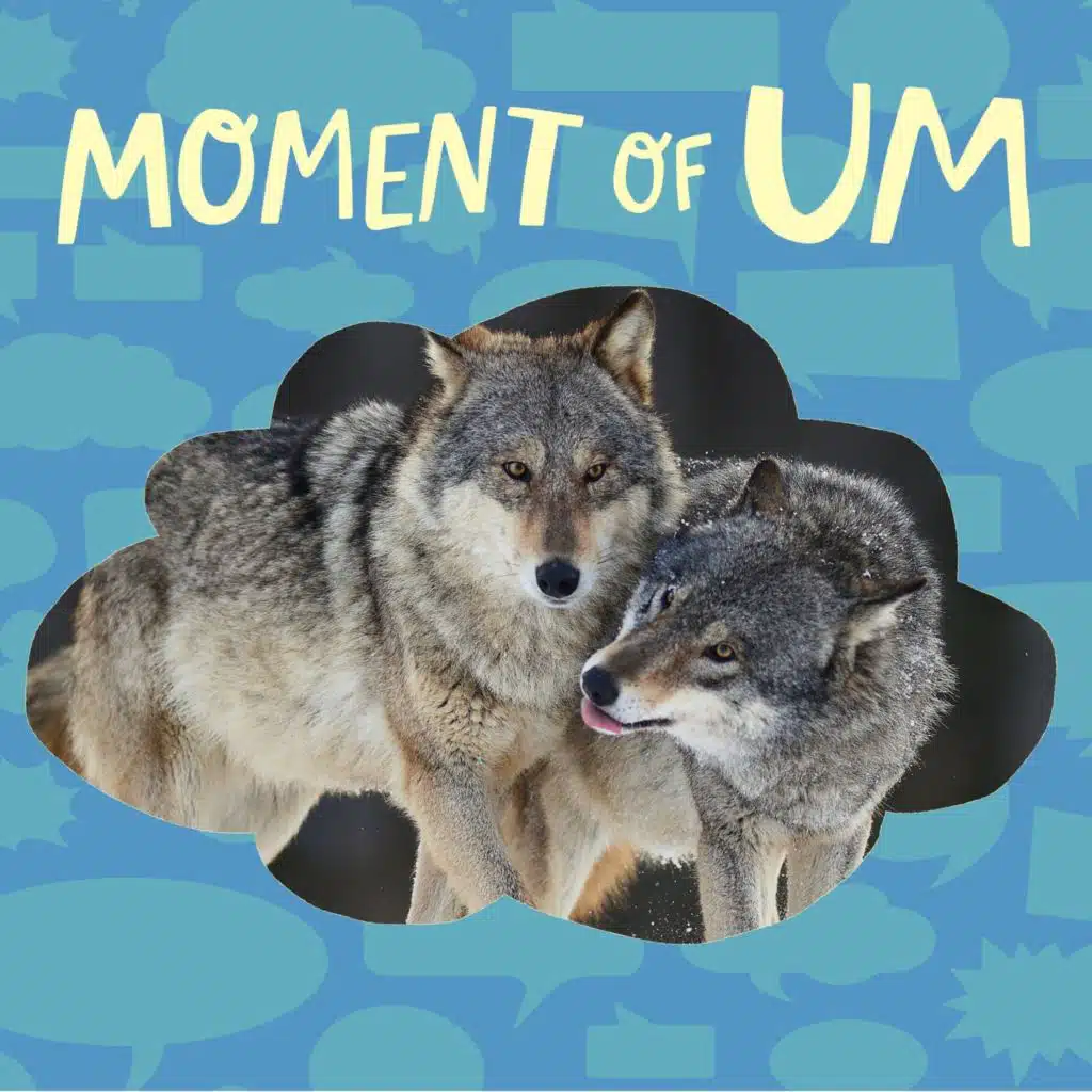 Do wolves get the zoomies?