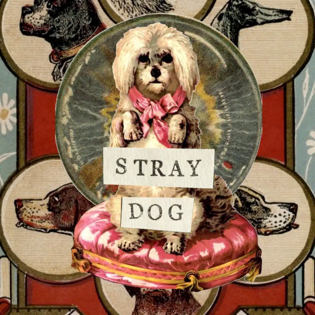 Stray Dog (Session 388)