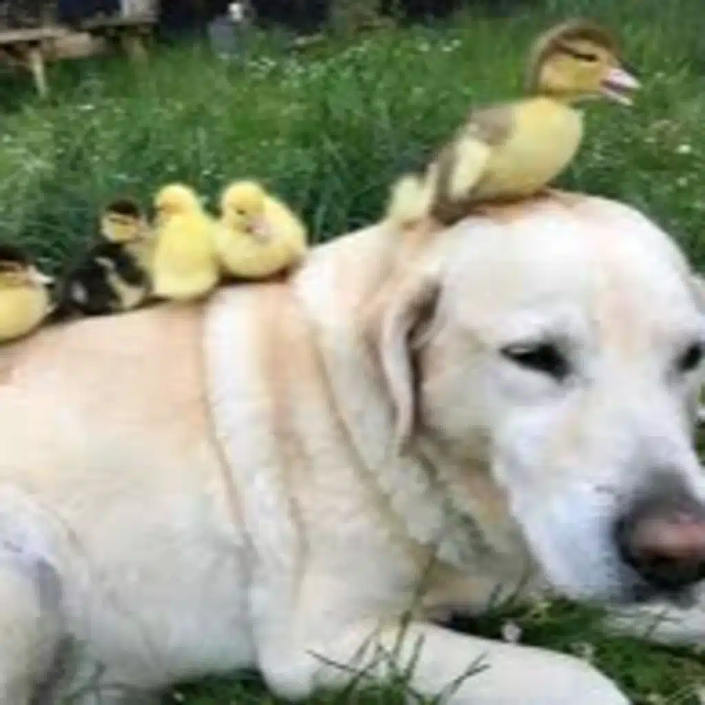 BILLY DIDN'T MAKE IT