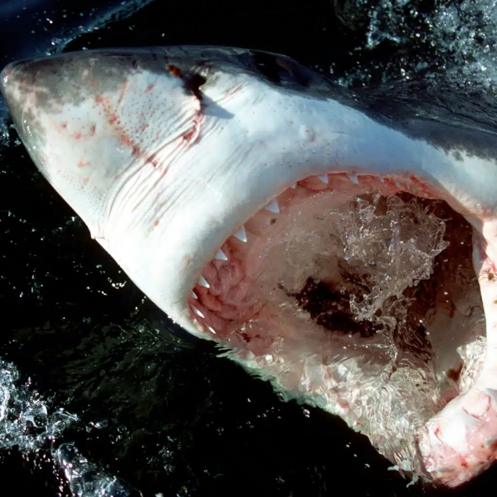 Young Great White Sharks Eat off the Floor