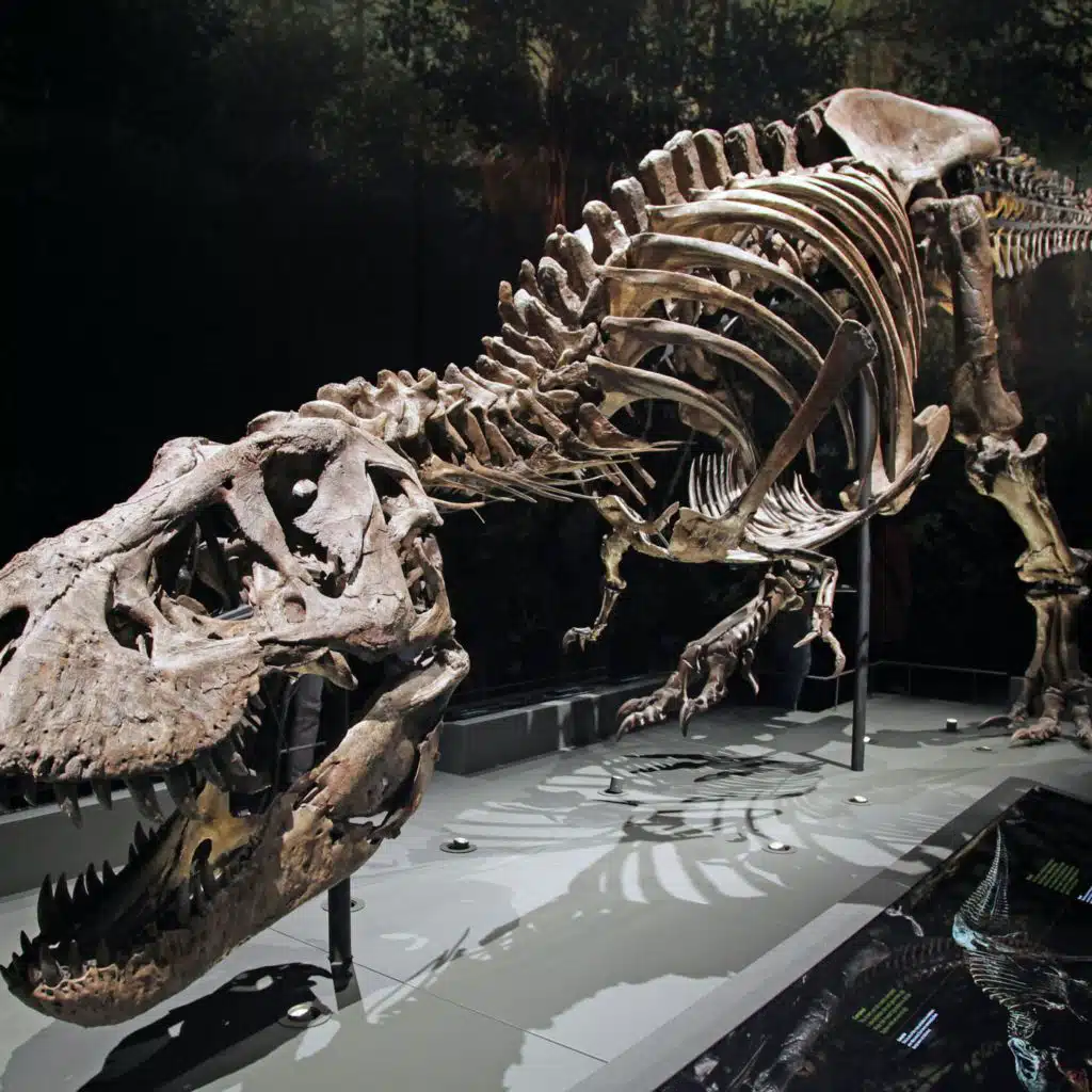 Who Laps Whom on the Walking Track--Tyrannosaurus rex or You? Science Has a New Answer